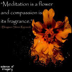 Let Meditation Build Your Compassion