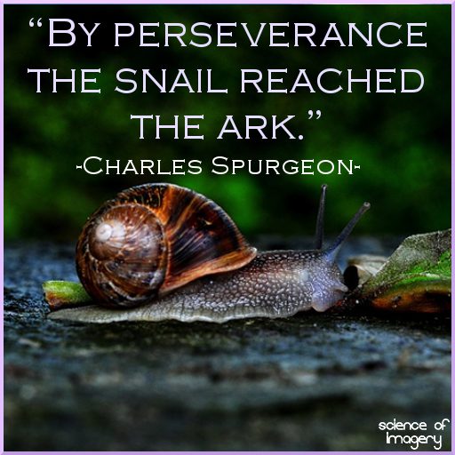 Perseverance Makes Anything Possible | Science Of Imagery